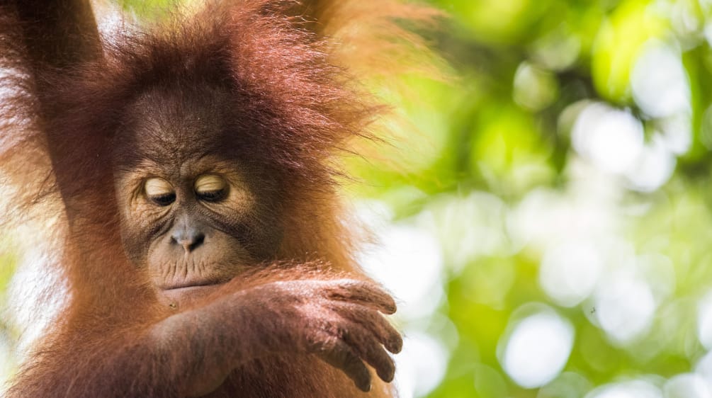 Threatened with extinction by the palm oil industry Sumatran orangutan (Pongo abelii)