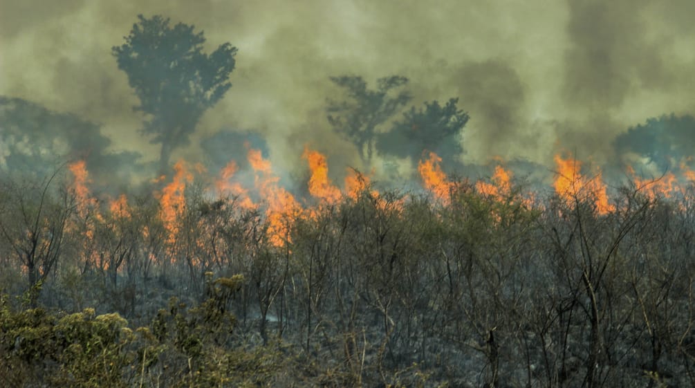 A free trade agreement between the EU and Mercosur would drive the destruction of tropical rainforests Fire in the Brazilian Amazon rainforest
